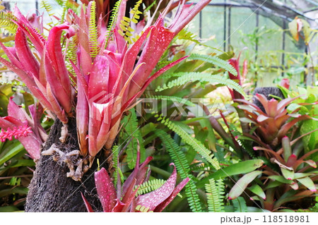 植物園の温室のビルベルギア　ファンタジア 118518981