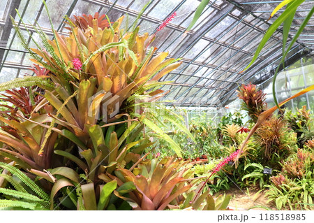 植物園の温室のオオツツアナナス 118518985