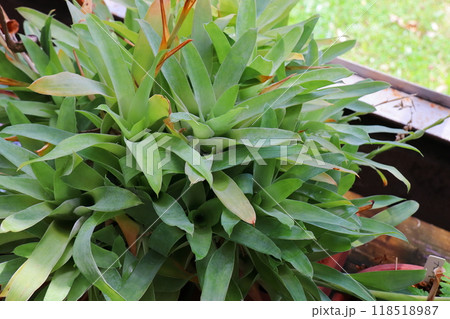 植物園の温室の食虫植物 カトプシス ベルテロニアナ 植物園の温室の食虫植物 カトプシス ベルテロニアナ 118518987
