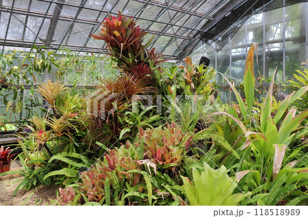 植物園の温室のアナナス類 118518989