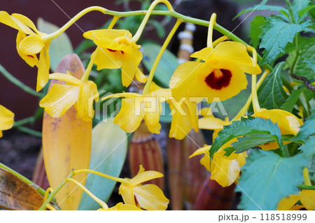 植物園の温室のデンドロビューム　クリソトキサム 118518999