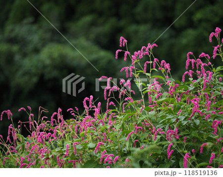秋を感じるオオケタデの花 118519136