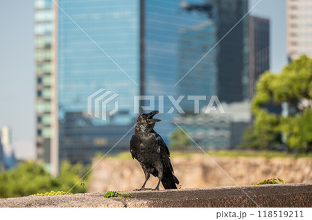 ハシブトガラス ハシブトガラス 118519211