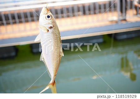 釣り堀で釣りあげたアジ 釣り堀で釣りあげたアジ 118519329