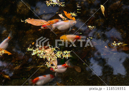 水面に浮かぶ紅葉を泳ぐ金魚 水面に浮かぶ紅葉を泳ぐ金魚 118519351
