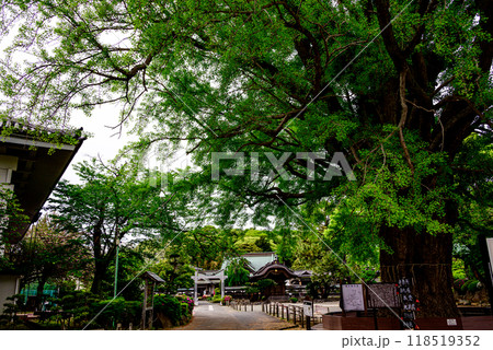 大銀杏の木ごしから見る遊行寺 118519352