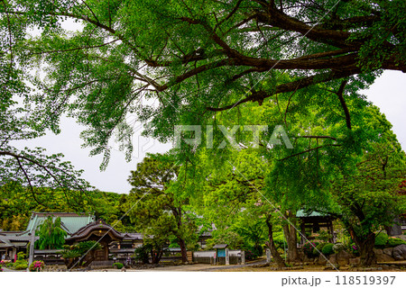 大銀杏の木ごしから見る遊行寺 大銀杏の木ごしから見る遊行寺 118519397