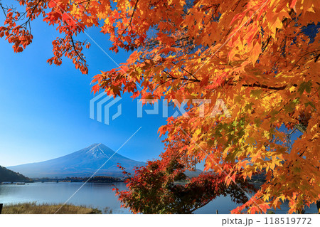 錦秋の河口湖もみじ紅葉　山梨県河口湖町 118519772