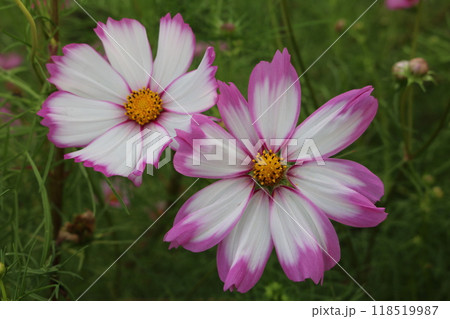 見頃のツートーンカラーのコスモス two tone color of cosmos 118519987
