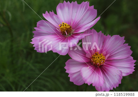 見頃のツートーンカラーのコスモス two tone color of cosmos 118519988