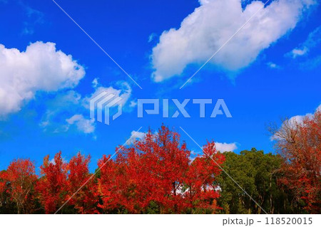 紅葉した木々と青空 118520015
