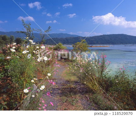 神秘の湖「余呉湖」、コスモス咲く遊歩道 118520070