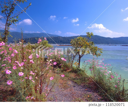 神秘の湖「余呉湖」、コスモス咲く遊歩道 神秘の湖「余呉湖」、コスモス咲く遊歩道 118520071