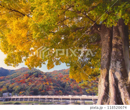 嵐山の紅葉と渡月橋 118520074