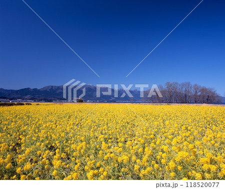 琵琶湖と菜の花と残雪の比良山（第一なぎさ公園より） 118520077