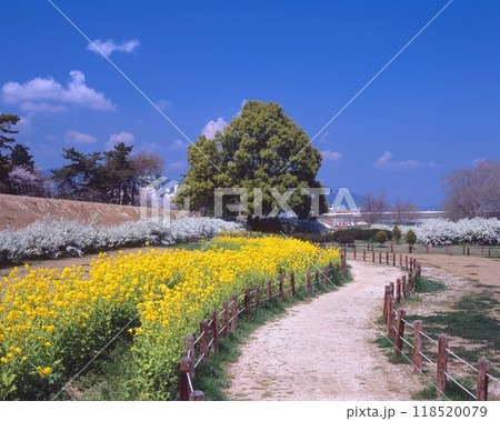 「武庫川」の春景色/菜の花、ユキヤナギ咲くの河川敷遊歩道 「武庫川」の春景色/菜の花、ユキヤナギ咲くの河川敷遊歩道 118520079