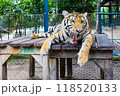 タイのタイガーパークパタヤの腹ペコのトラ 118520133