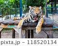 タイガーパークパタヤの大型のトラのあくび 118520134