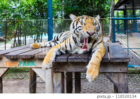 タイガーパークパタヤの大型のトラのあくび 118520134