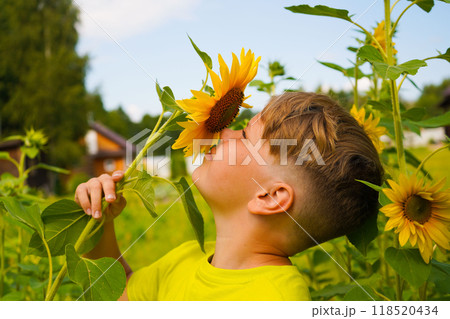 Carefree child with curly hair smiling and looking at sunflower while touching blooming flower on sunflower field in countryside 118520434
