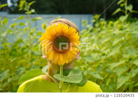 Carefree child with curly hair smiling and looking at camera while touching blooming flower on sunflower field in countryside 118520435
