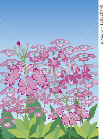 サクラソウの花畑 118520440