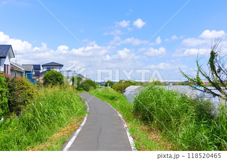 埼玉県八潮市中川沿いの道2024年9月 118520465