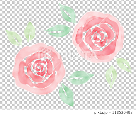 Watercolor rose illustration, hand-drawn, watercolor painting 118520498
