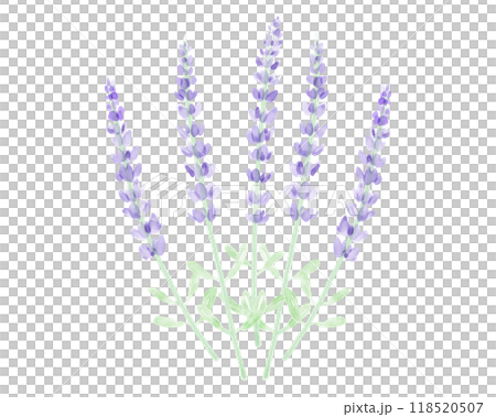 水彩のラベンダーのイラスト　手描き　水彩画 118520507