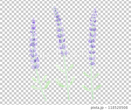 Watercolor lavender illustration, hand-drawn watercolor painting 118520508