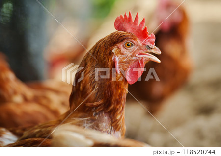 close up brown chicken or hen lay eggs in rural farm 118520744