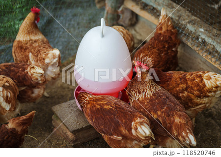 brown chicken drinking water from a feeder bucket in rural farm brown chicken drinking water from a feeder bucket in rural farm 118520746