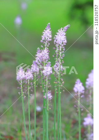 薄紫色のツルボ 118520757