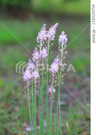 薄紫色のツルボ 118520759