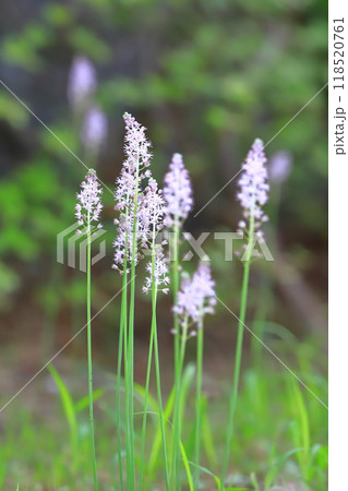 薄紫色のツルボ 薄紫色のツルボ 118520761
