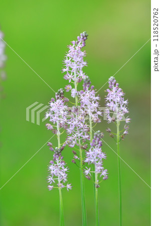 薄紫色のツルボ 118520762