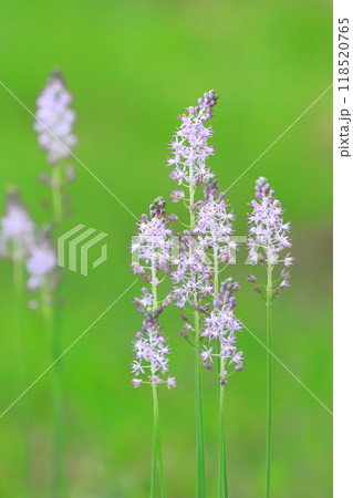 薄紫色のツルボ 薄紫色のツルボ 118520765