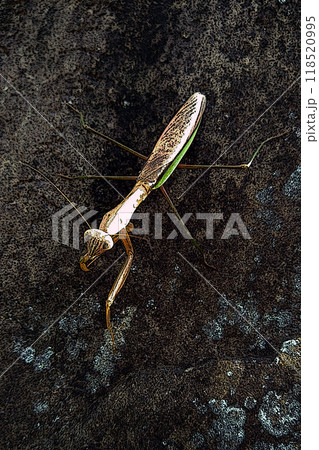 カマキリ 118520995