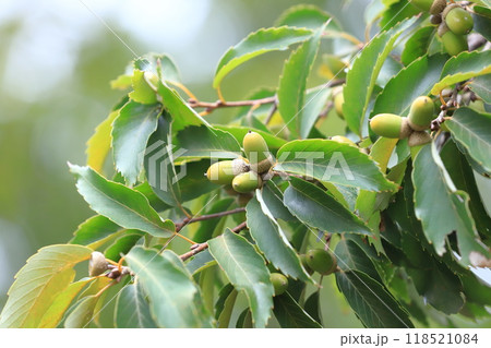 茶色くなり始めた小楢（コナラ）の実 118521084