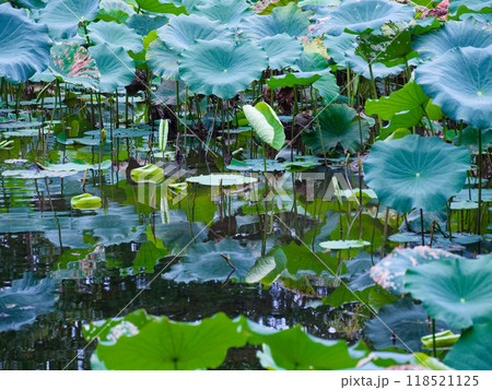 蓮池風景 蓮池風景 118521125