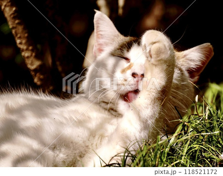 木陰で寛ぎながら顔を洗う三毛猫 118521172