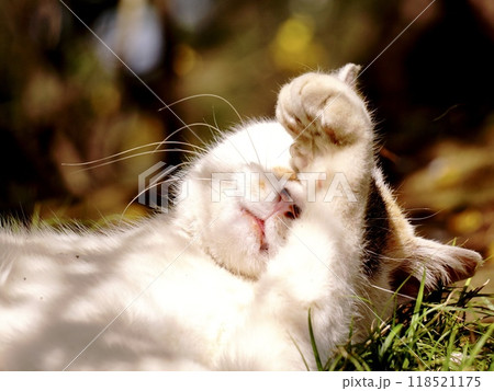 木陰で寛ぎながら顔を洗う三毛猫 118521175