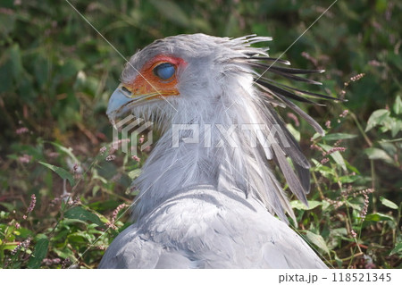 10 月 上野動物園 ヘビクイワシの変身 118521345