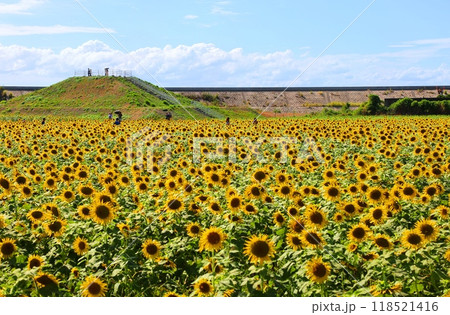 ひまわり 118521416