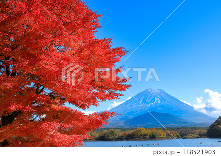 秋の風景　精進湖一本モミジと子抱富士の絶景　山梨県 118521903