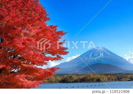 秋の風景　精進湖一本モミジと子抱富士の絶景　山梨県 118521906