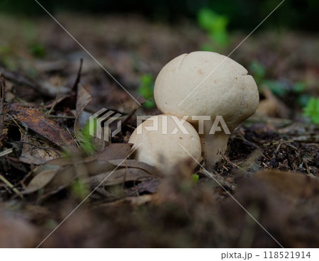 林床に発生したホコリタケ科ノウタケ 林床に発生したホコリタケ科ノウタケ 118521914