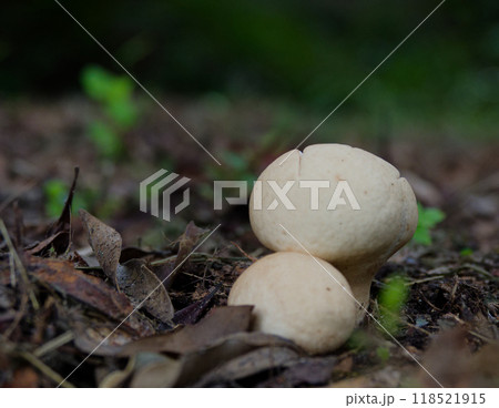 林床に発生したホコリタケ科ノウタケ 118521915