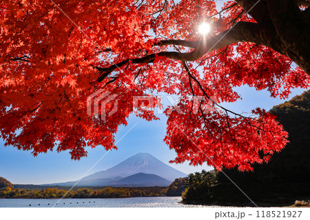 秋の風景　精進湖一本モミジと子抱富士の絶景　山梨県 118521927