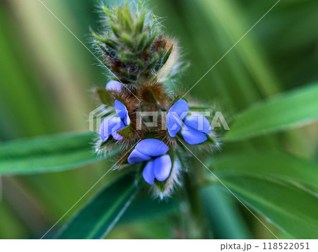 青紫色の花をつけたマメ科タヌキマメ 118522051